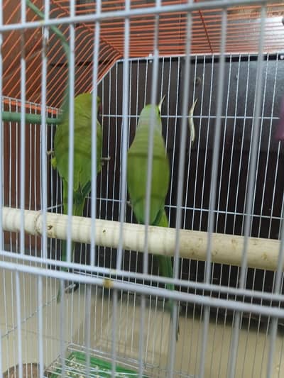 Green Ring Neck Parrot Pair for Sale Active and Loving.