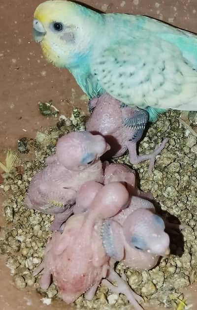 astaliun badgies