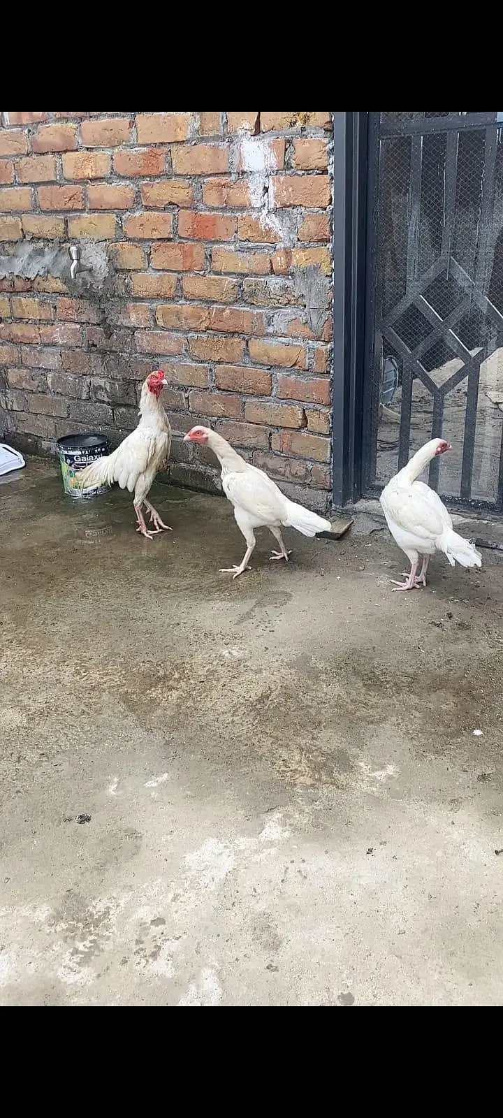 Heera Aseel trio — photo 2