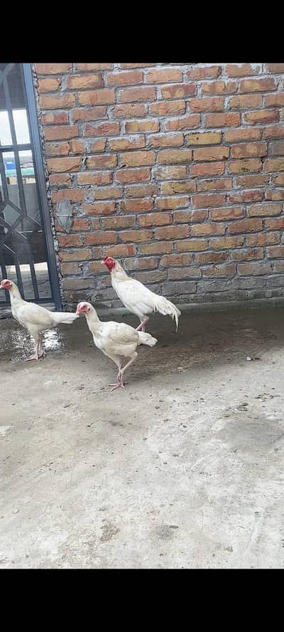 Heera Aseel trio