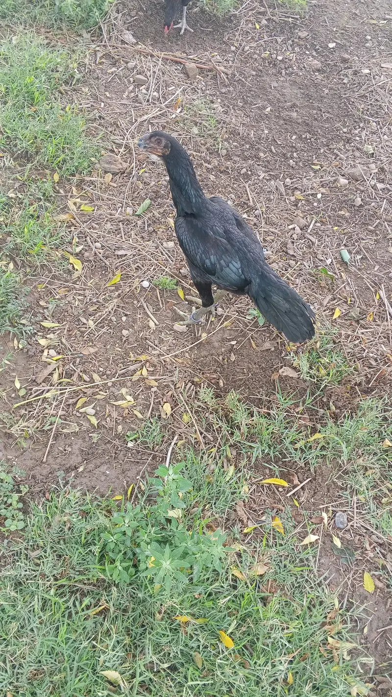 dragon parrot beak — photo 4