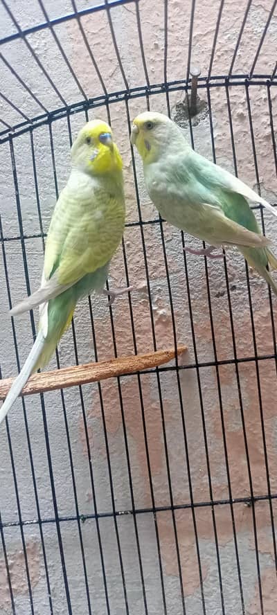 Rainbow Australian Budgies Parrot Beautiful Looking Budgerigar (Bajri)