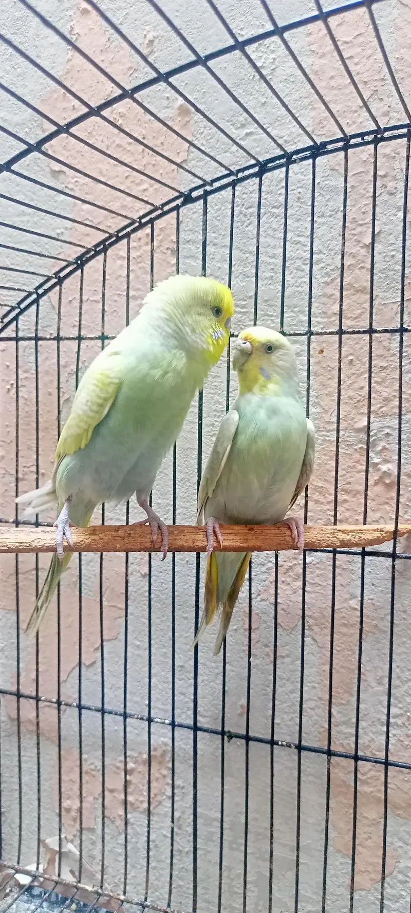 Rainbow Australian Budgies Parrot Beautiful Looking Budgerigar (Bajri) — photo 2