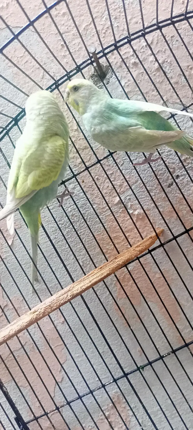 Rainbow Australian Budgies Parrot Beautiful Looking Budgerigar (Bajri) — photo 3
