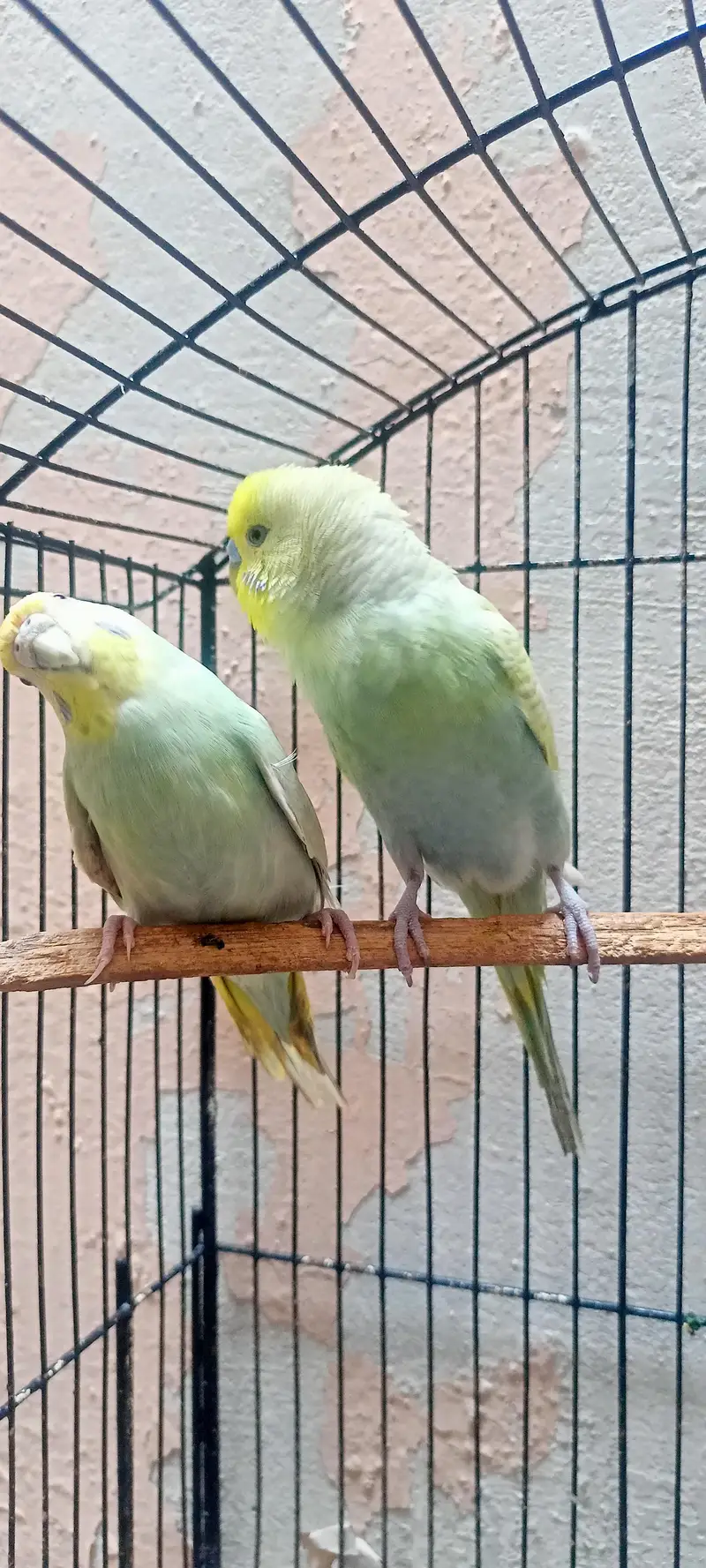 Rainbow Australian Budgies Parrot Beautiful Looking Budgerigar (Bajri) — photo 4