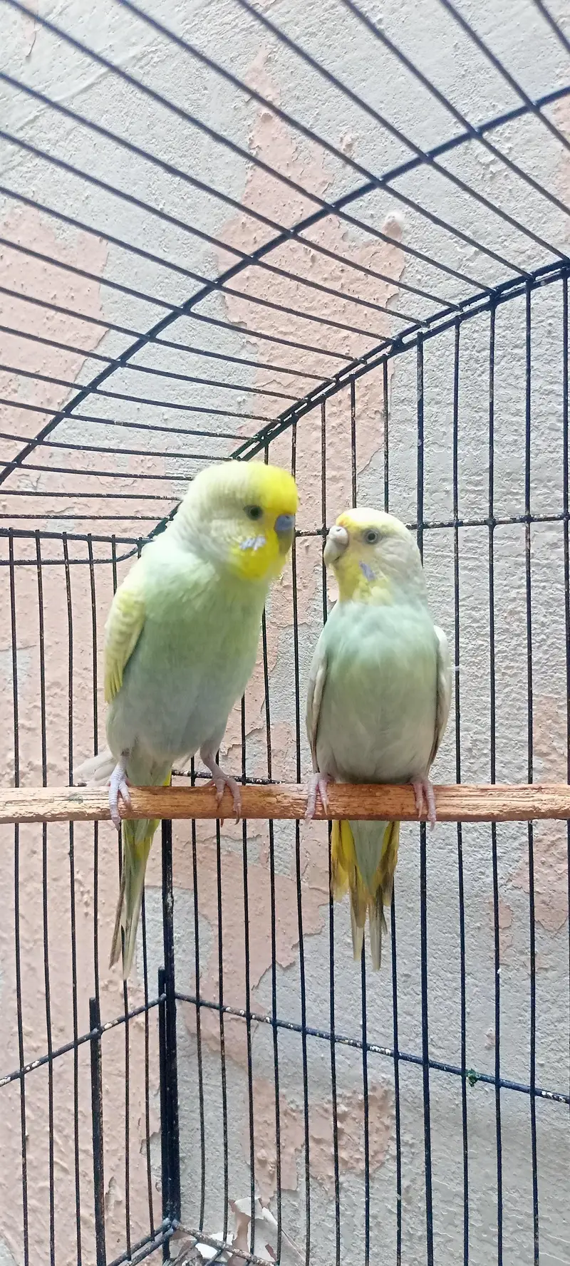 Rainbow Australian Budgies Parrot Beautiful Looking Budgerigar (Bajri) — photo 5