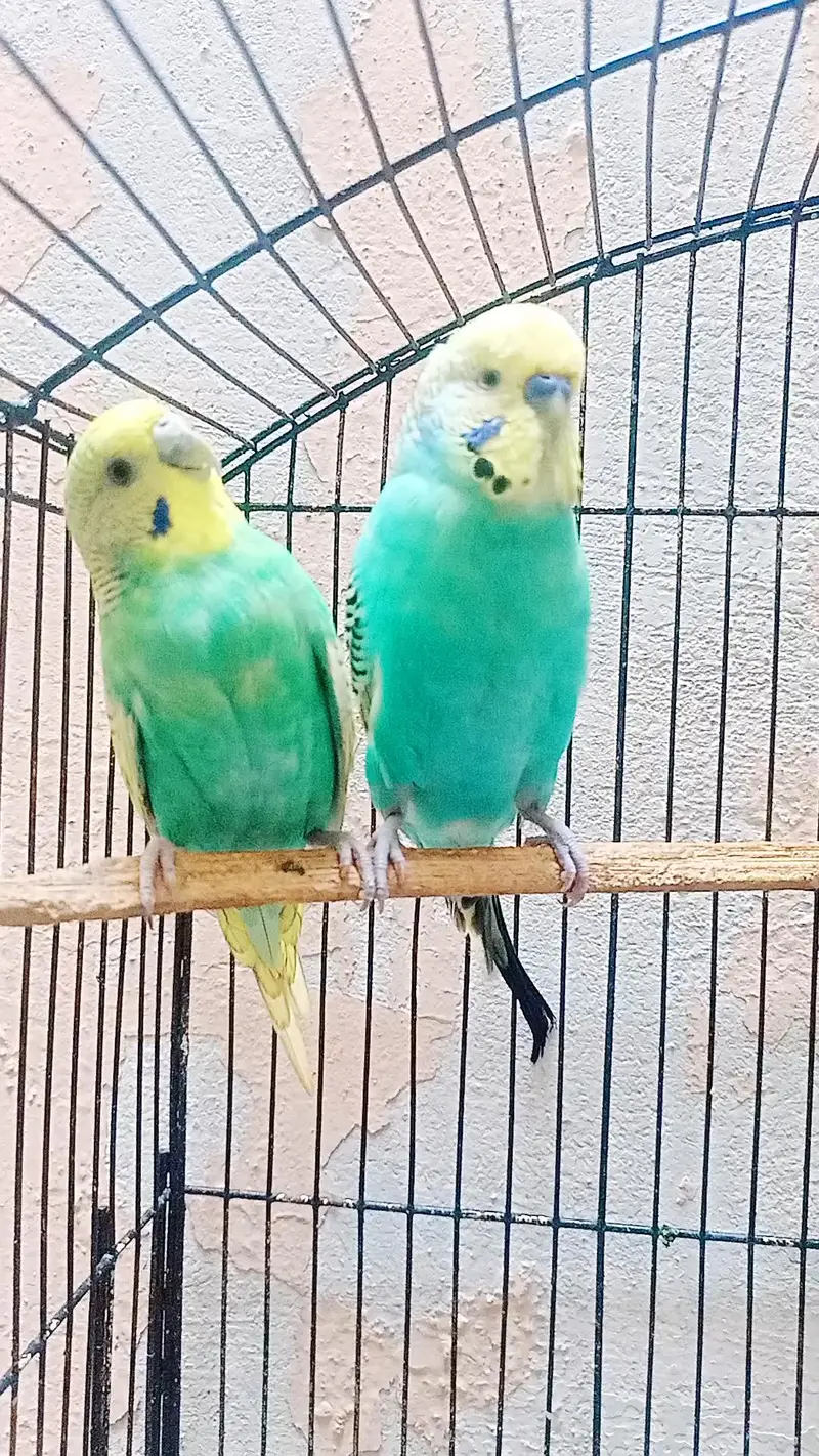 Rainbow Australian Budgies Parrot Beautiful Looking Budgerigar (Bajri) — photo 6