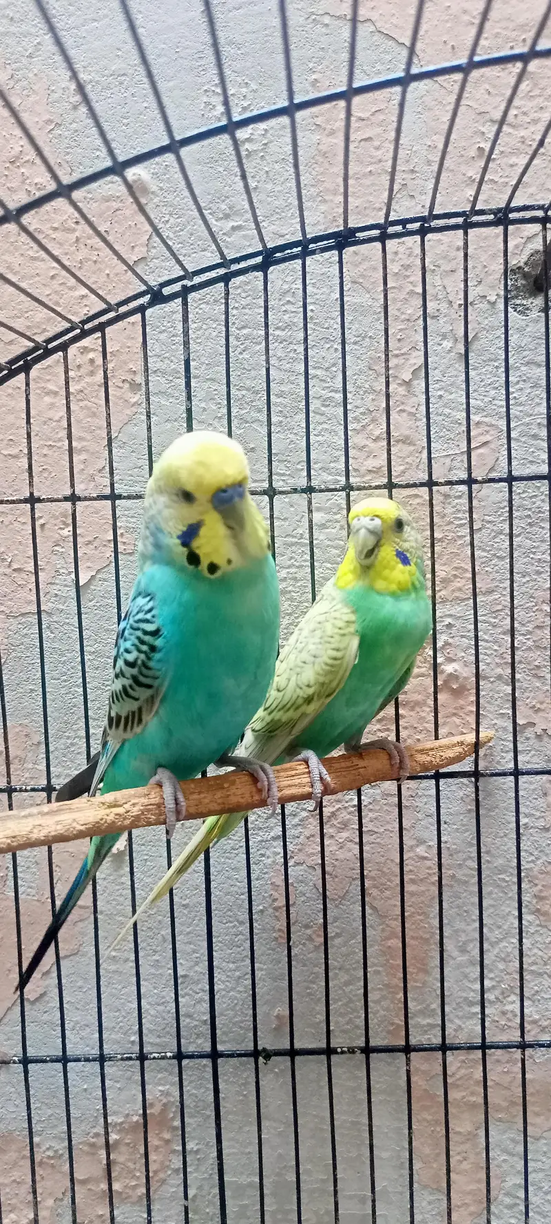 Rainbow Australian Budgies Parrot Beautiful Looking Budgerigar (Bajri) — photo 7