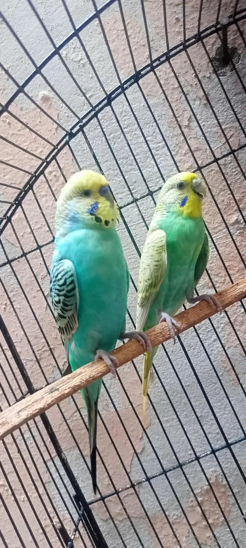 Rainbow Australian Budgies Parrot Beautiful Looking Budgerigar (Bajri) — photo 8