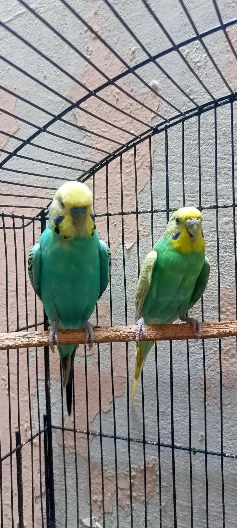 Rainbow Australian Budgies Parrot Beautiful Looking Budgerigar (Bajri) — photo 9