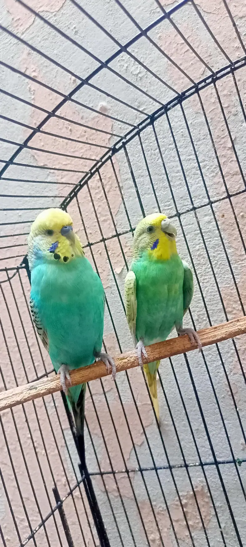 Rainbow Australian Budgies Parrot Beautiful Looking Budgerigar (Bajri) — photo 10