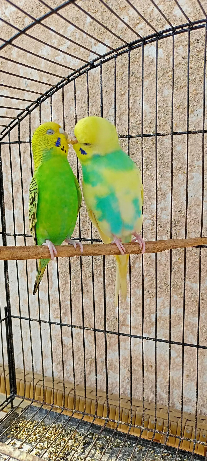 Rainbow Australian Budgies Parrot Beautiful Looking Budgerigar (Bajri) — photo 11