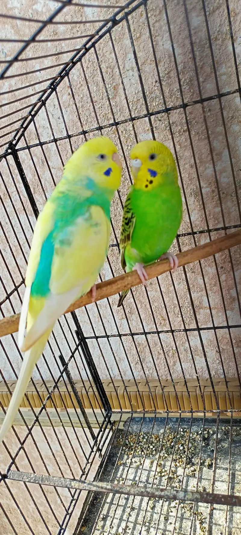 Rainbow Australian Budgies Parrot Beautiful Looking Budgerigar (Bajri) — photo 12