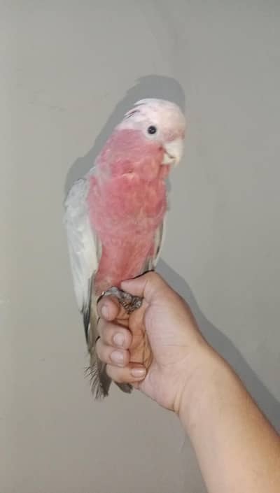 Galah Cockatoo Tamed Female