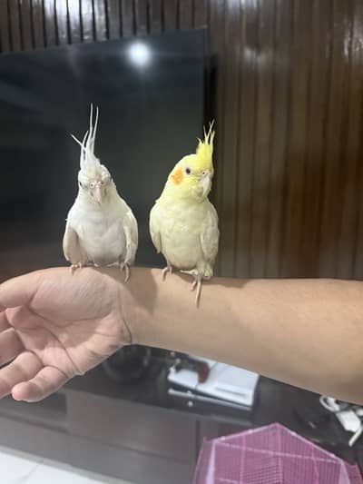 Cocktails for sale
