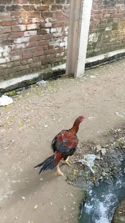 urgent sale03292231522