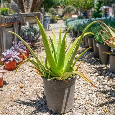 aloe vera pant for sale