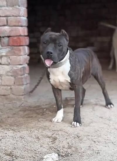 Pitbull