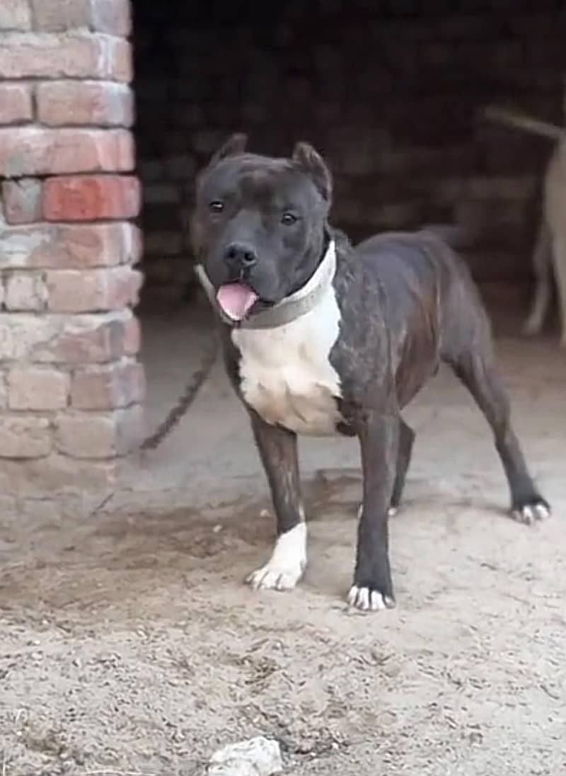 Pitbull 0