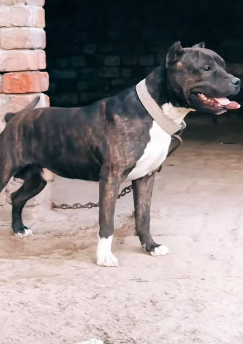 Pitbull 1
