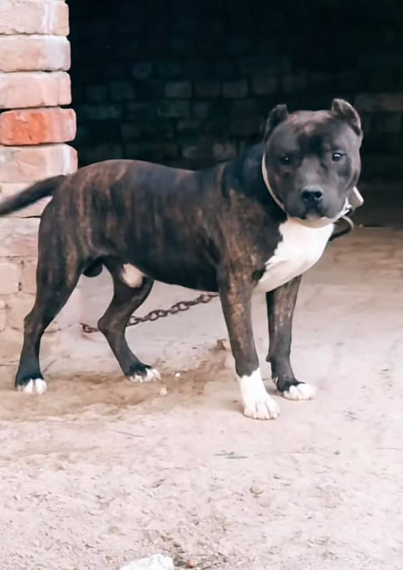 Pitbull 2