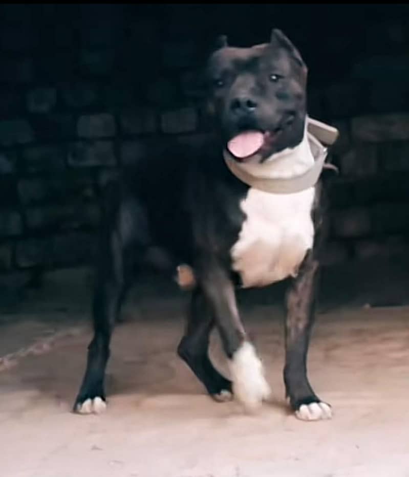 Pitbull 3