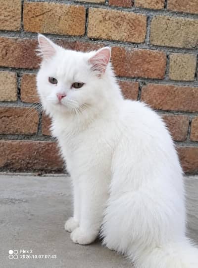 pure Parisian healthy and active kitten for sale