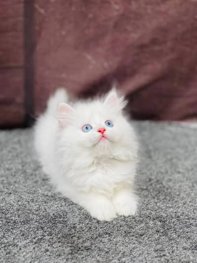 cash on delivery available Persian punch face cat kitten