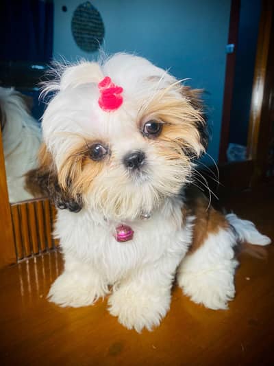 Shihtzu Female Puppy Imported bloodline