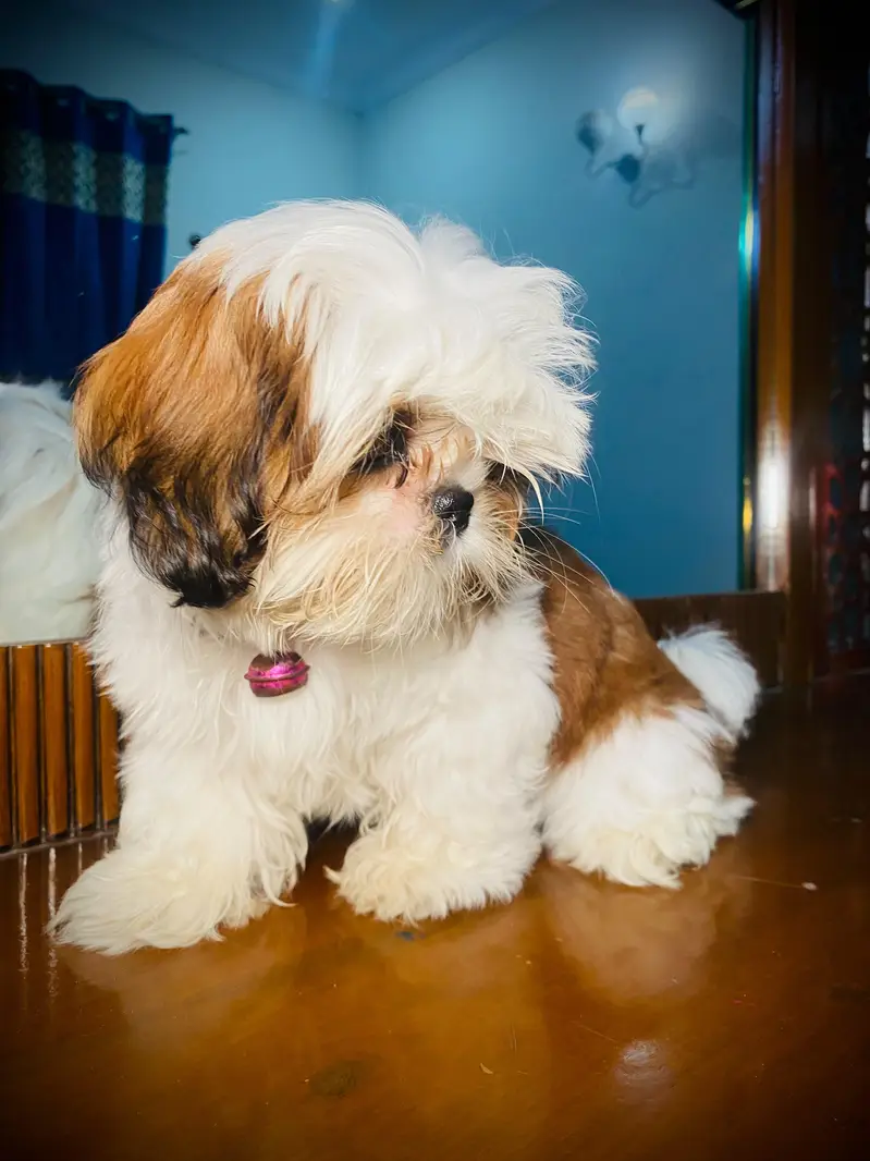 Shihtzu Female Puppy Imported bloodline — photo 2