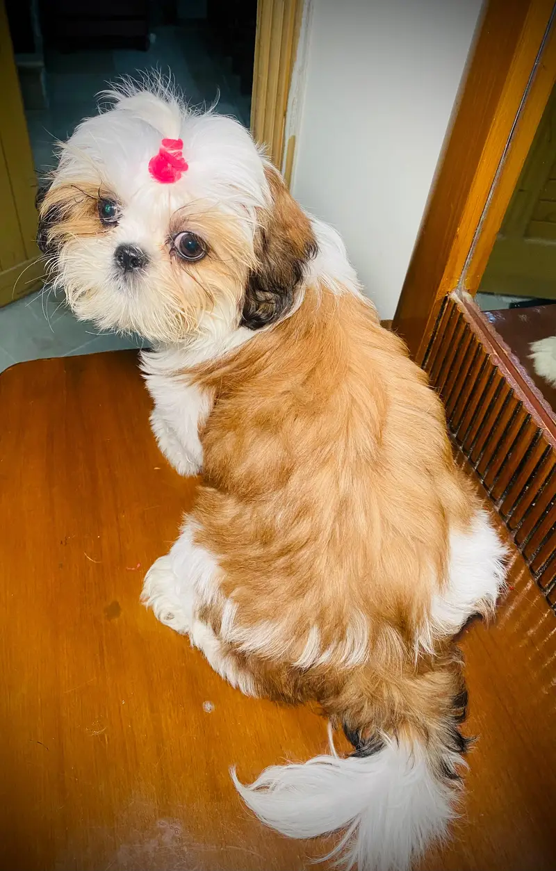 Shihtzu Female Puppy Imported bloodline — photo 3