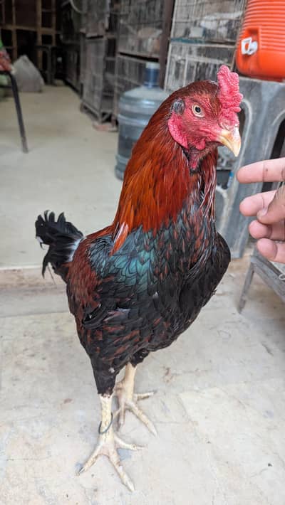 Aseel Murga for sale