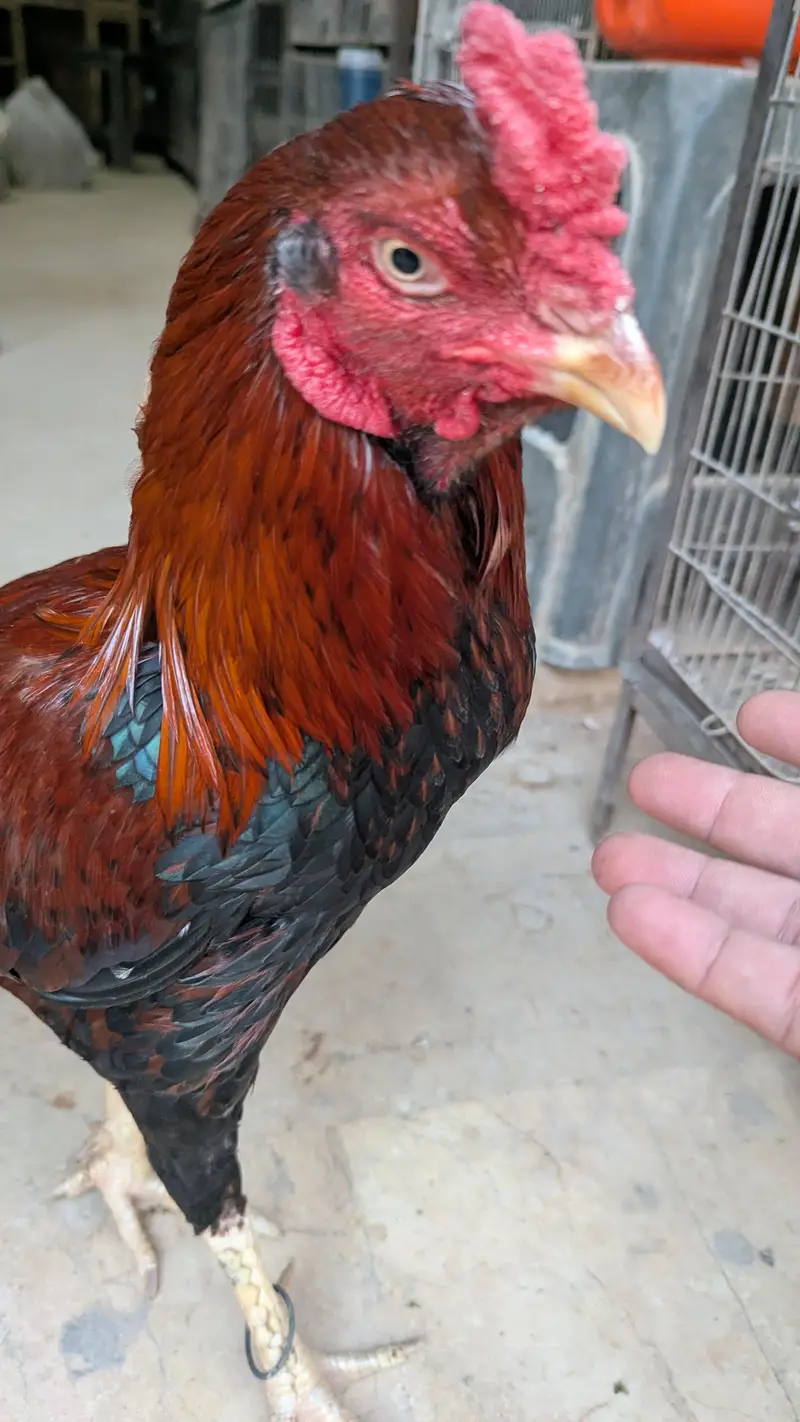 Aseel Murga for sale — photo 2