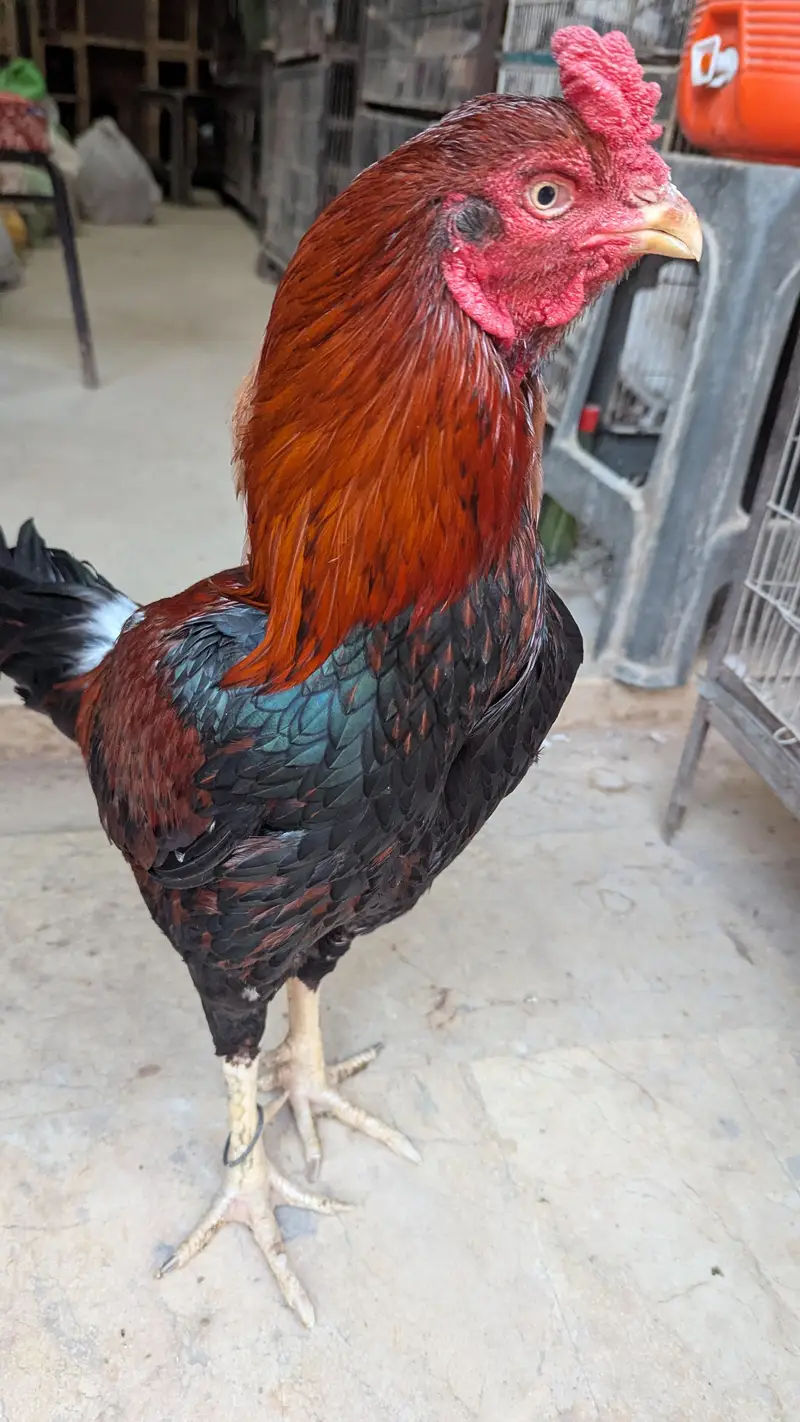 Aseel Murga for sale — photo 3