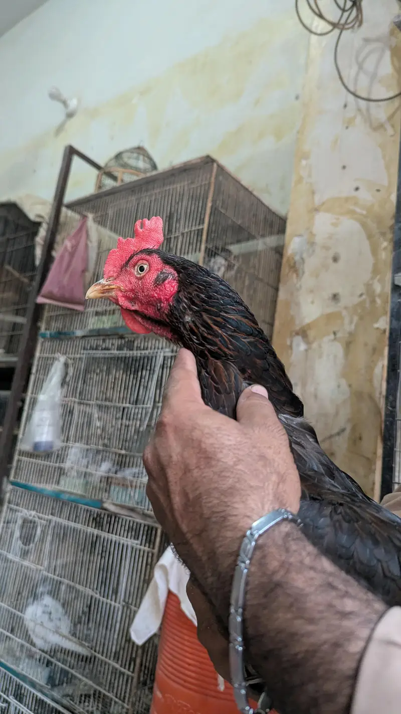 Aseel Murga for sale — photo 4
