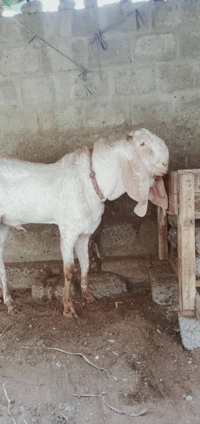 makhi cheena bakra