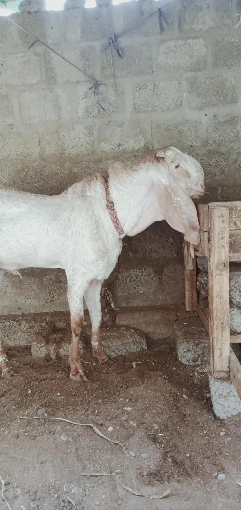 makhi cheena bakra — photo 2
