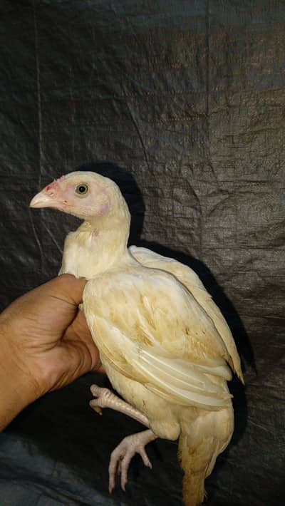 pepper white Heera aseel chicks