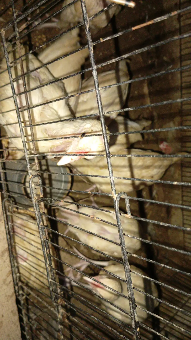 pepper white Heera aseel chicks — photo 2