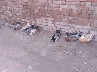 Aik ki kimat 1000 ropa ha