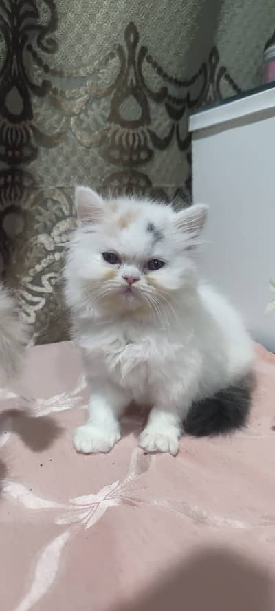 white persian kitten /cute kitten | tripple coated/ punch face_cute