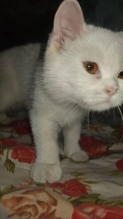 White Persian Female Kitten 3 Months Sialkot