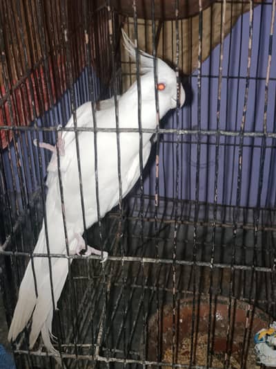 ALBINO white Male Ready for breeding