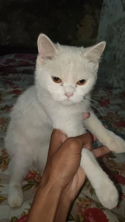 White Persian Female Kitten 3 Months Sialkot