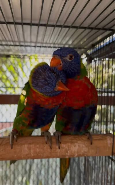 red collar lorry and swinson lorikeet pairs with dna