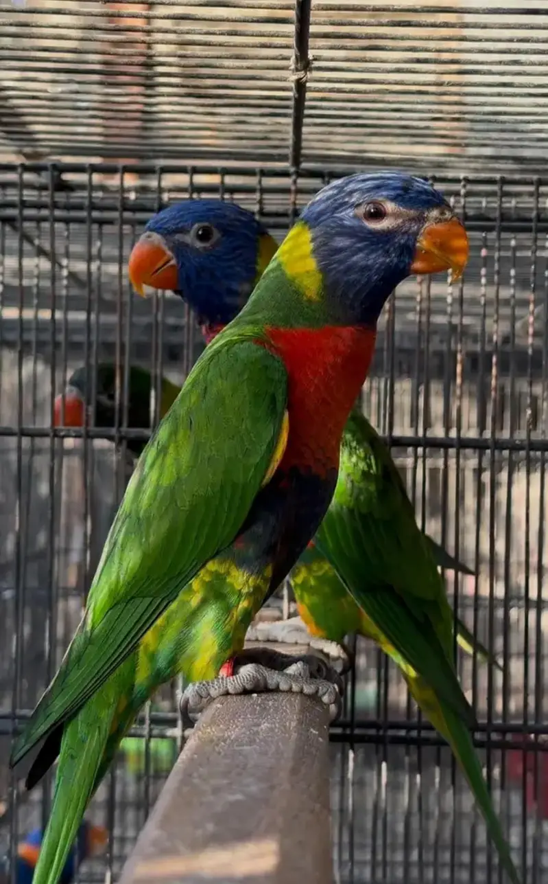 red collar lorry and swinson lorikeet pairs with dna — photo 2