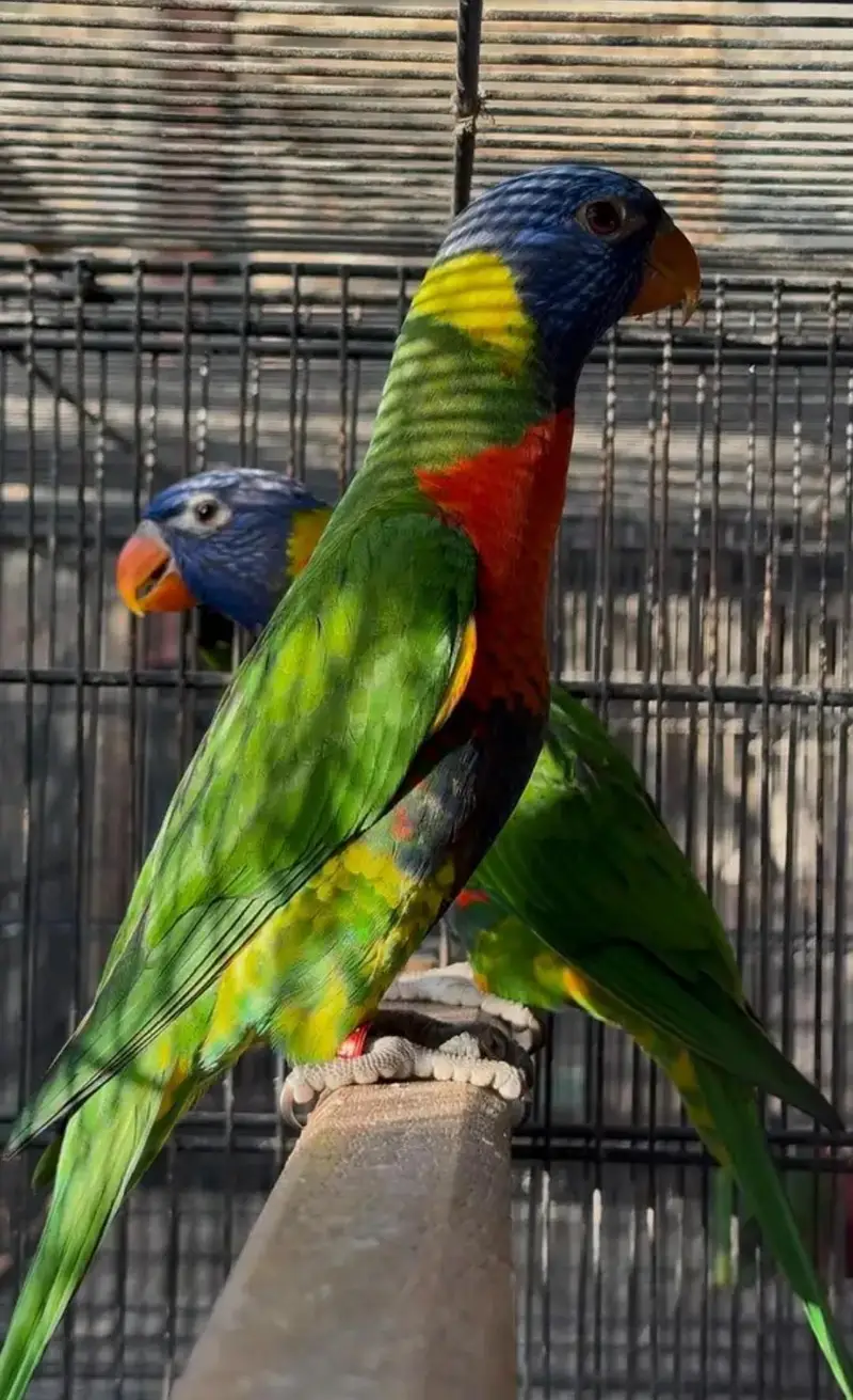 red collar lorry and swinson lorikeet pairs with dna — photo 3