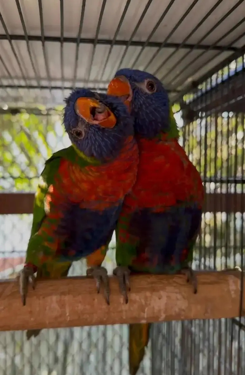 red collar lorry and swinson lorikeet pairs with dna — photo 4