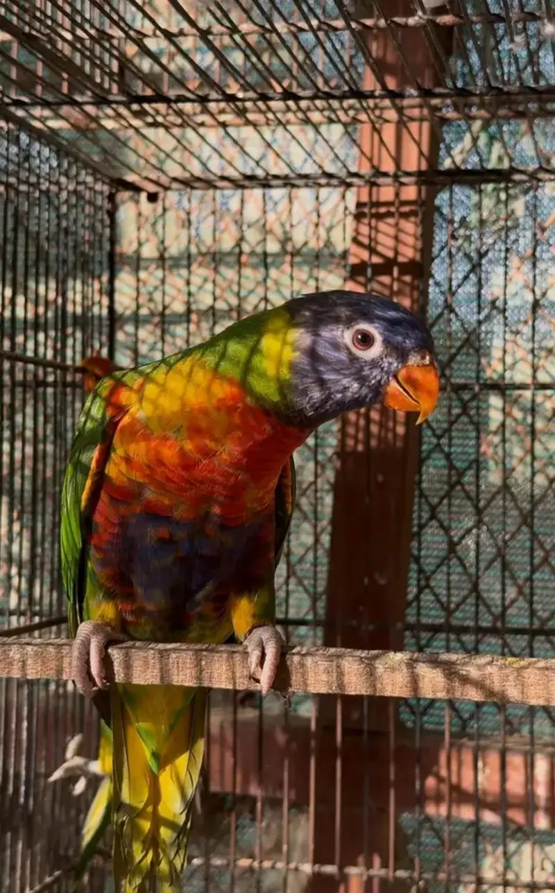 red collar lorry and swinson lorikeet pairs with dna — photo 5