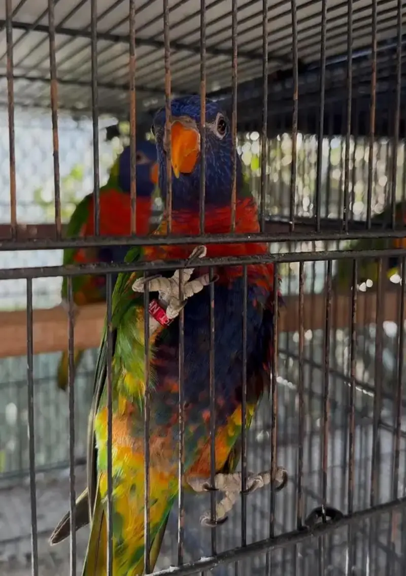 red collar lorry and swinson lorikeet pairs with dna — photo 6
